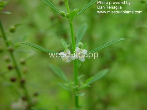 goatweed